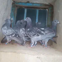 پرنده زرهی خون دار