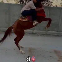 مادیون یسر عرب