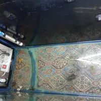 آکواریوم و ماهی مولی بالن|ماهی|کردکوی, |دیوار