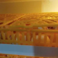 تخم اردک غاز قوغاز
