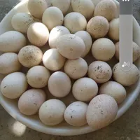 تخمه مرغ