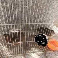 بلدرچین|حیوانات مزرعه|تربتحیدریه, آغوی|دیوار