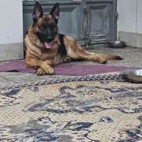 سگ ژرمن شپرد