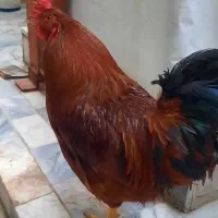 خروس چل تاج|حیوانات مزرعه|مشهد, یاس|دیوار