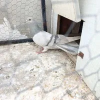 پرنده نقره ای