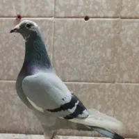 کبوتر|پرنده|مرودشت, فاز اول شهرک فرهنگیان|دیوار