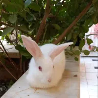 خرگوش سفید باهوش