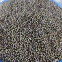 فروش ماشک|خوردنی و آشامیدنی|باشت, |دیوار