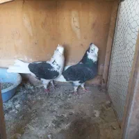 ۲جفت شازده ابلغ کاکلی زیبا پرشی به ضمانت