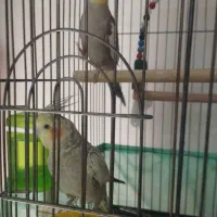 یک جفت عروس هلندی مولد|پرنده|تهران, کن|دیوار