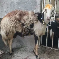 قوچ پلنگی