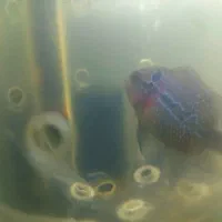 فروش فلاورهورن فلاور سوپر رد|ماهی|مشهد, حسابی جنوبی (شهرک غرب)|دیوار