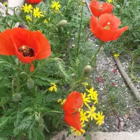 همکار خانم آشنا به کامپیوتر ساعت کار۷/۳۰الی۱۳/۳۰