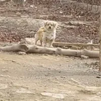 فروش سگ پاکوتاه