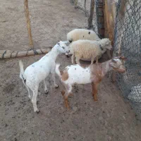 کهره و بره