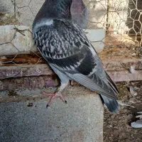 کبوتر جوجه|پرنده|گنبد کاووس, |دیوار