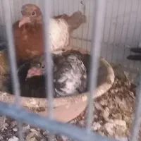 کبوترسرته قهوه ای|پرنده|کرمانشاه, |دیوار