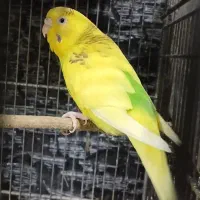 عروس هلندی مرغ عشق طوطی