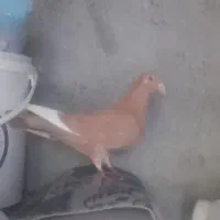 پرنده