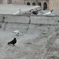 فروش کبوتر