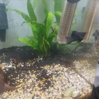 فروش ماهی گیاهخوار