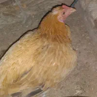 مرغ محلی زرد