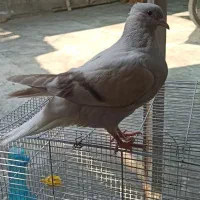 جوجه کبوتر دم سفید|پرنده|برازجان, |دیوار