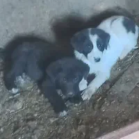 توله قدرنجونی