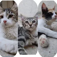 واگذاری سه تا گربه بازیگوش