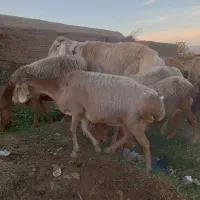 شیشک قوچ چینی درشت و هیکل|حیوانات مزرعه|تربت جام, جامی|دیوار