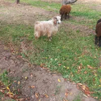 بز نر سالم مخصوص قربانی|حیوانات مزرعه|خوی, |دیوار