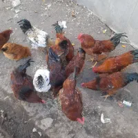 مرغ وخروس جوان