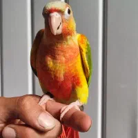 گرینچیک دستی اهلی سخنگو دبل رد قرمزی و کیفیت بالا|پرنده|بیرجند, |دیوار