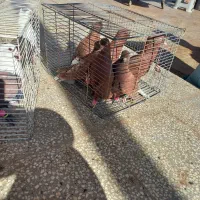 ۱۱ تا رنگه زده خوردی|پرنده|تربتحیدریه, پائین ولایت|دیوار