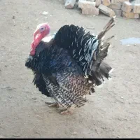 بوقلمون ماده