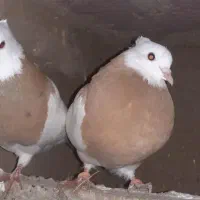 طوقی زرد و زرد خال سیا|پرنده|هلالی, |دیوار