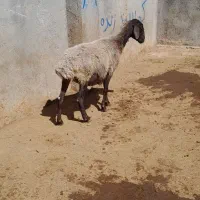 میش جوان ،،هترو