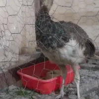طاووس ۲ماهه