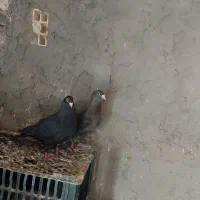 جفت کفتر کرمانی