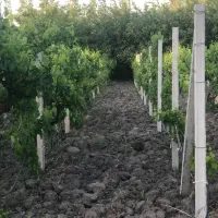 فروش باغ انگور در جاده سنتو