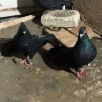 کفتر|پرنده|کوهدشت, |دیوار