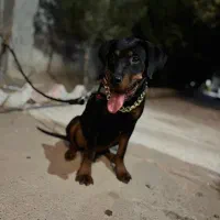 سگ روتوایلر