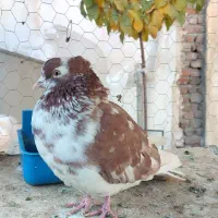 نر تهرانی کاشانی چشم دو رنگ|پرنده|دورود, |دیوار