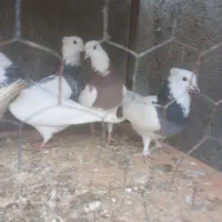 فروشی|پرنده|مهربان, |دیوار