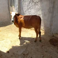 فروش گوساله (نوبر پاکستانی )