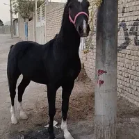 اسب نریان مشکی ۴نشون|اسب و تجهیزات اسبسواری|خمینیشهر, |دیوار