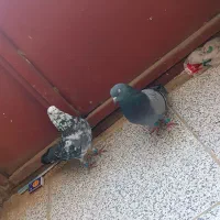 کبوتر|پرنده|ایوان, |دیوار