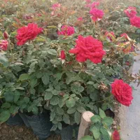 نهال گل محمدی و رز هلندی