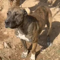 ماده افغان اصیل