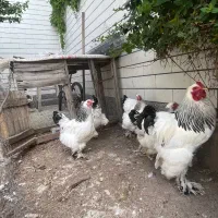 تخم مرغ برهما|حیوانات مزرعه|مرند, |دیوار